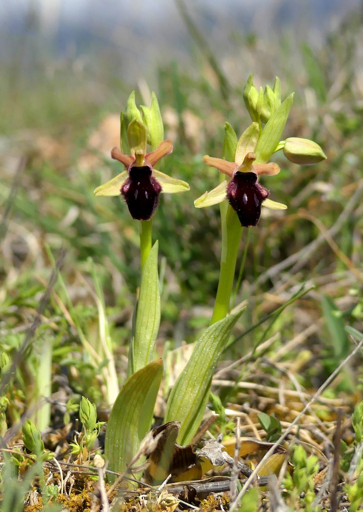 Ophrys promontorii : Abruzzo e Lazio 2019